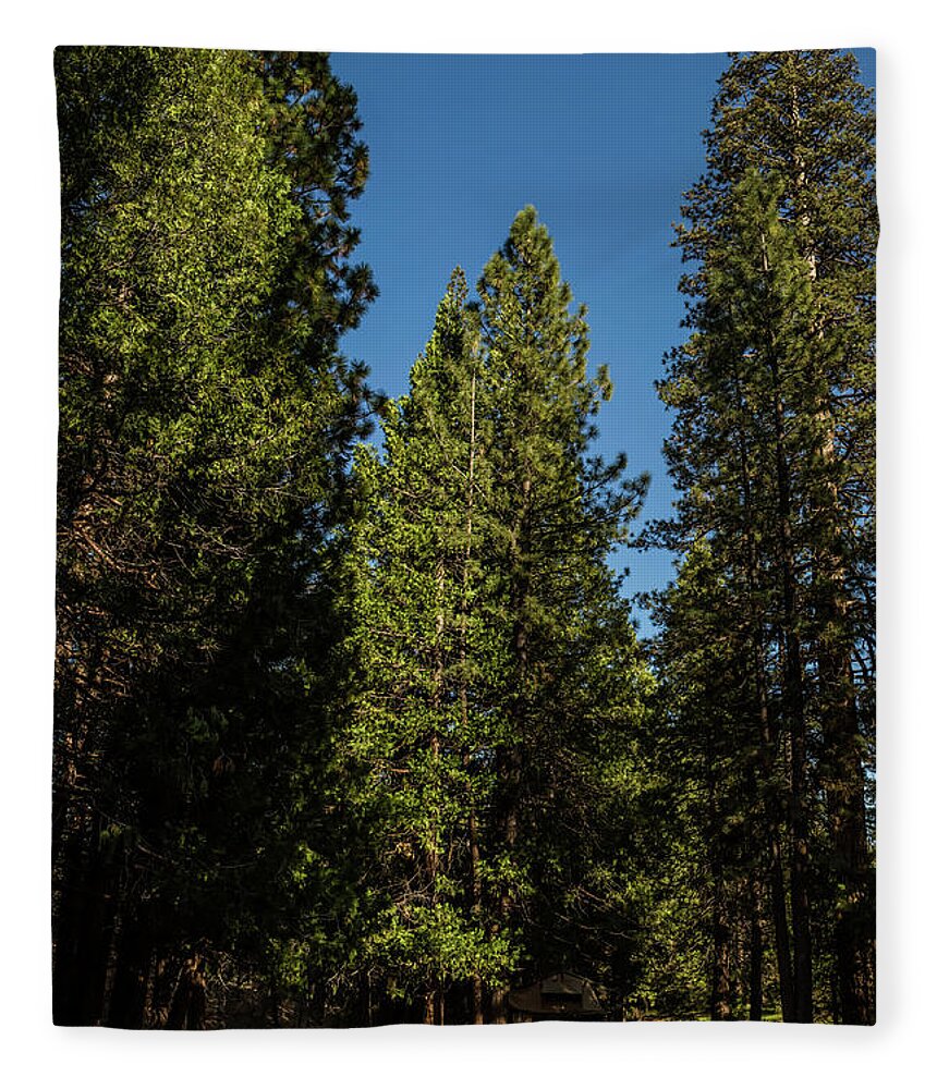 Sequoia Trees Fleece Blanket featuring the photograph Sequoia Trees by Julieta Belmont