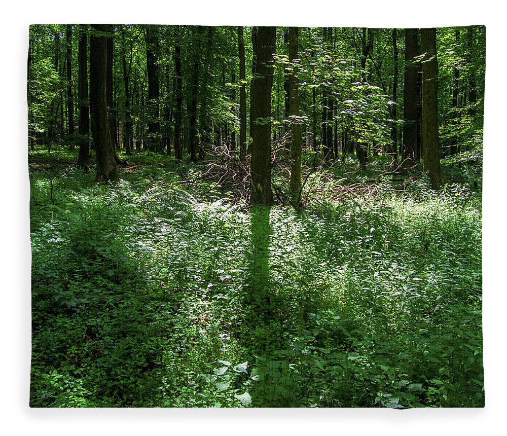 Forest Fleece Blanket featuring the photograph Shadow and light in a forest by Sun Travels