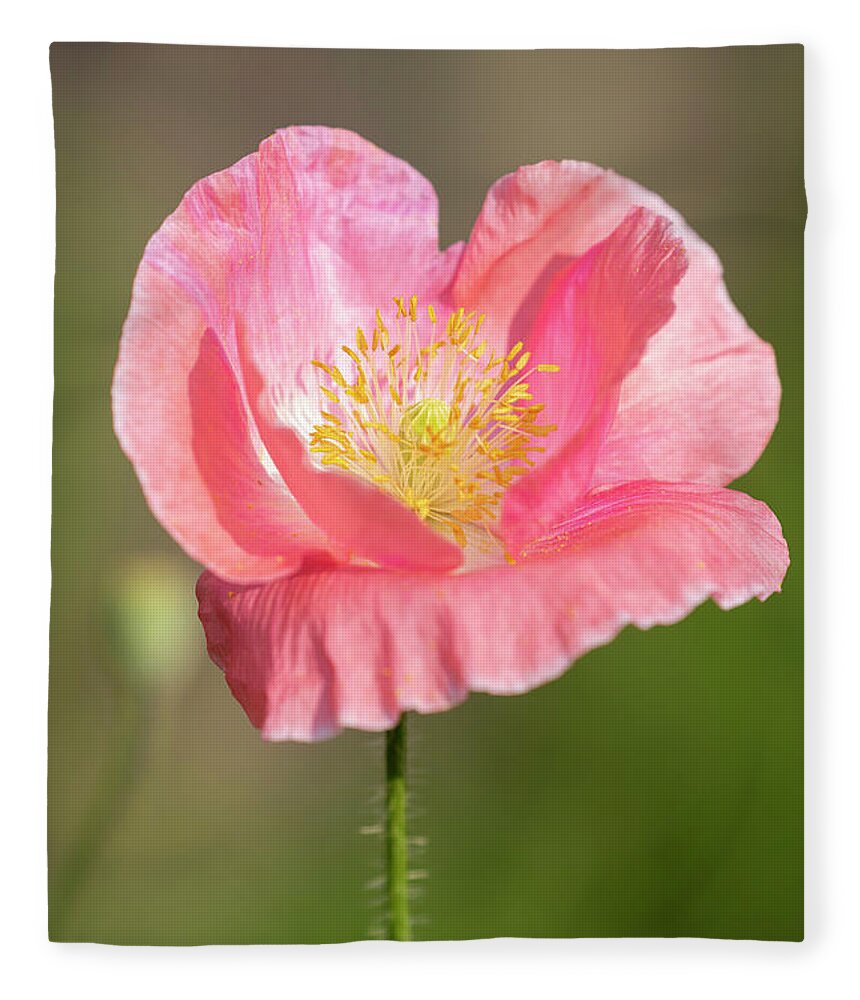 Shirley Poppy Fleece Blanket featuring the photograph Shirley Poppy 2018-18 by Thomas Young