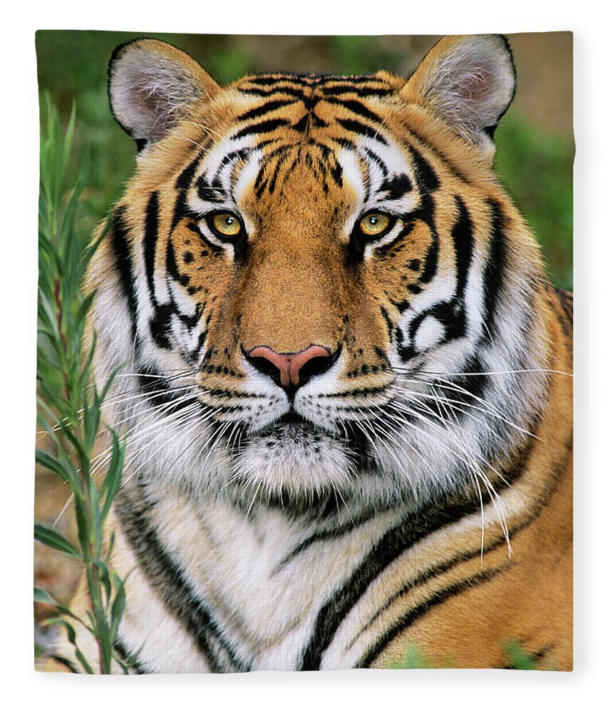 Siberian Tiger Fleece Blanket featuring the photograph Siberian Tiger Staring Endangered Species Wildlife Rescue by Dave Welling