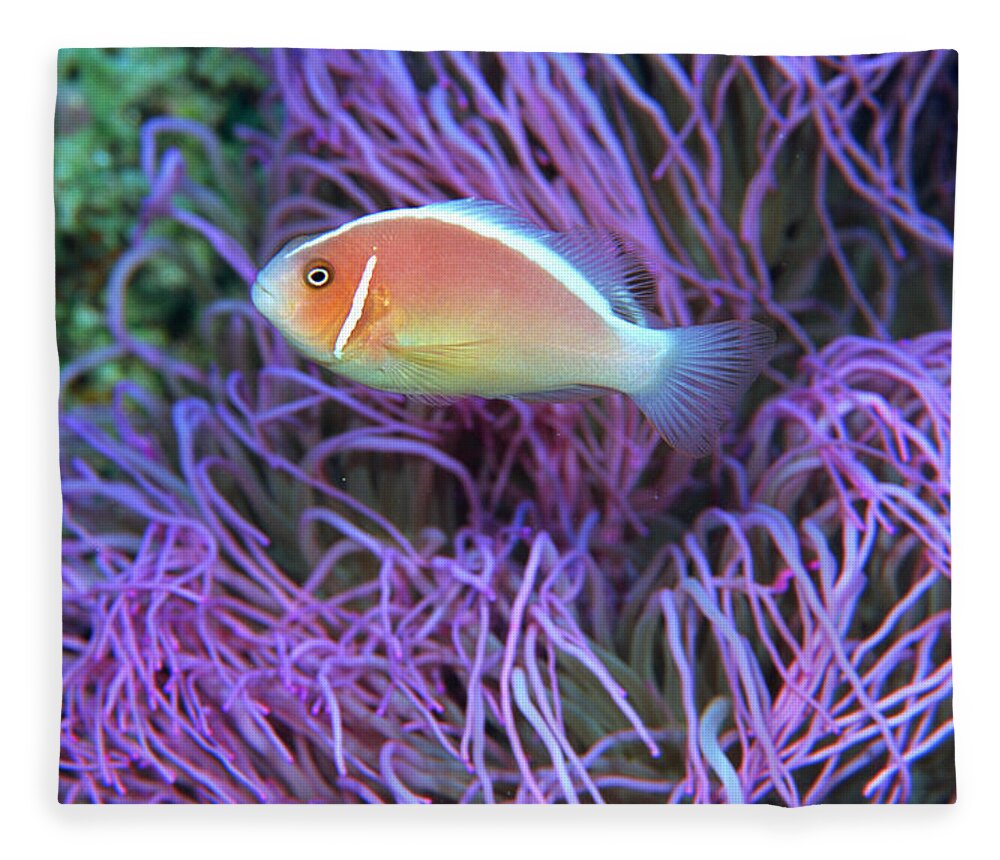 Underwater Fleece Blanket featuring the photograph Side View Of A Pink Anemone Fish by Mixa Co. Ltd.