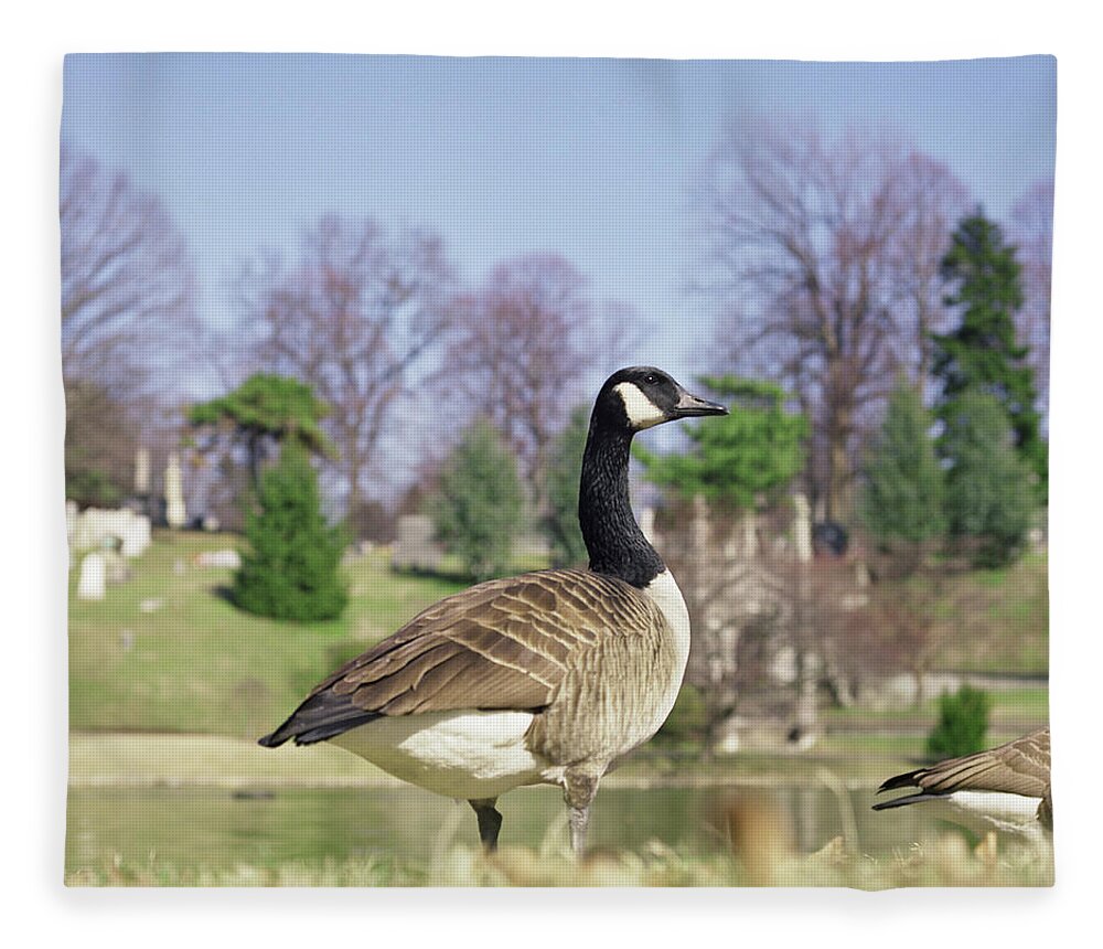 One Animal Fleece Blanket featuring the photograph Side View Of Canada Goose by Matt Carr
