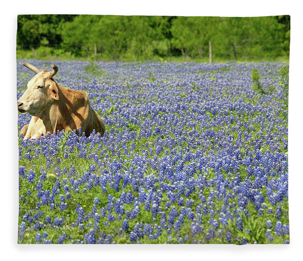 Cow Fleece Blanket featuring the photograph Single Cow Resting In A Field Of Texas by Zview