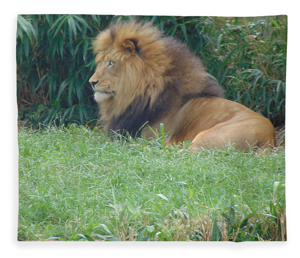 Lion Fleece Blanket featuring the photograph Sitting King by Antonio Moore