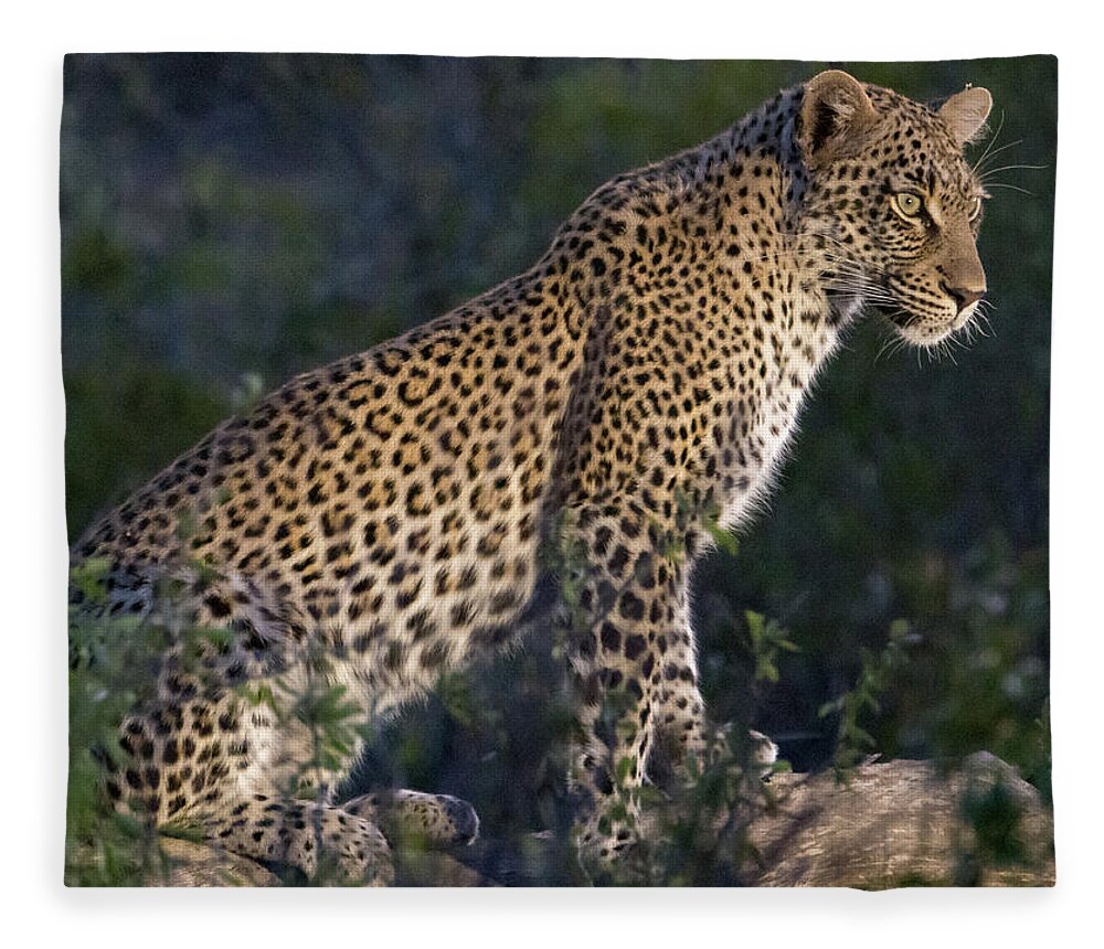Leopard Fleece Blanket featuring the photograph Sitting leopard by Mark Hunter