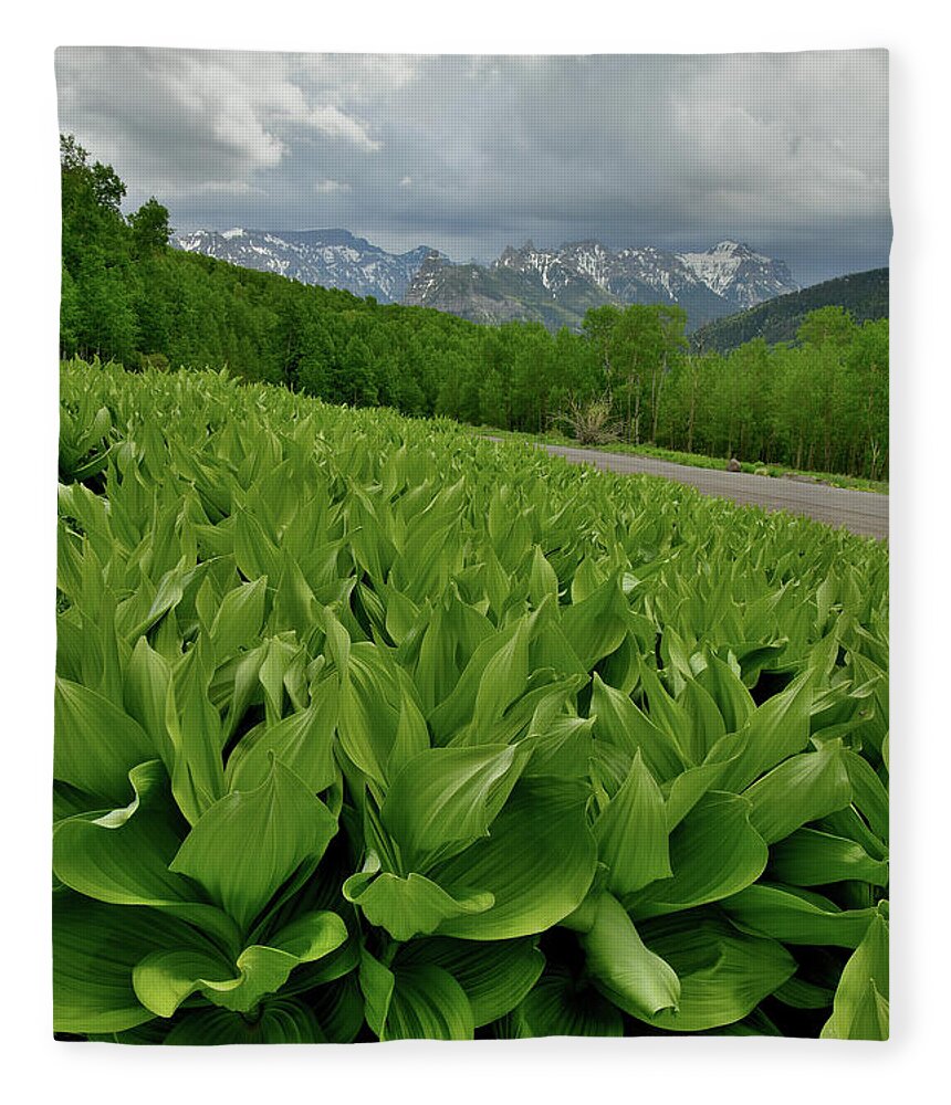 Highway 50 Fleece Blanket featuring the photograph Skunk Cabbage in Big Cimarron by Ray Mathis