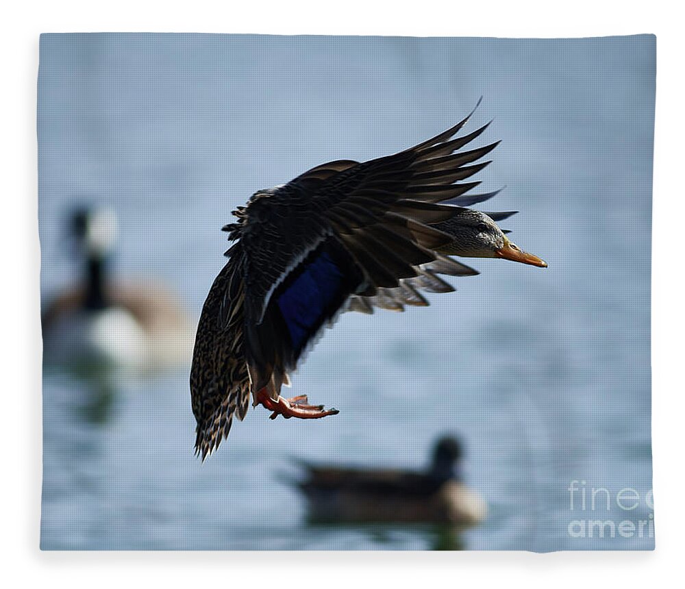 Ducks Fleece Blanket featuring the photograph Slamming The Breaks by Robert WK Clark