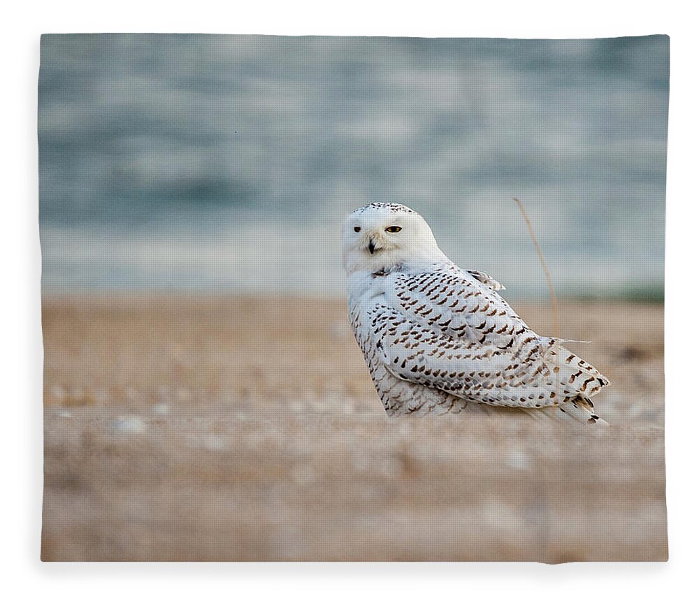 Owl Fleece Blanket featuring the photograph Snowy Owl 5872 by Cathy Kovarik