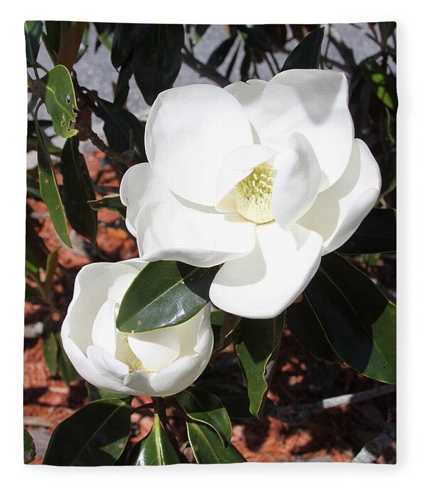 Southern Magnolia Blossoms Fleece Blanket featuring the photograph SoSouthern Magnolia Blossoms by Philip And Robbie Bracco