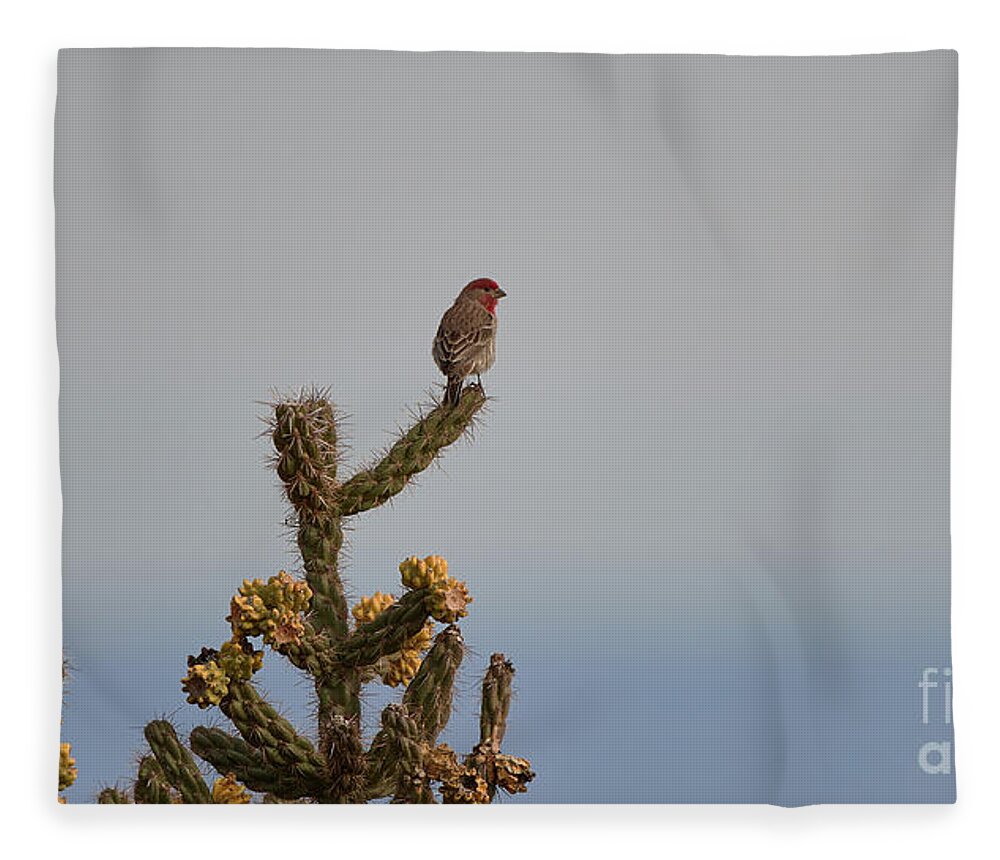 Bird Fleece Blanket featuring the photograph Southwest Bird's Eye View by Robert WK Clark