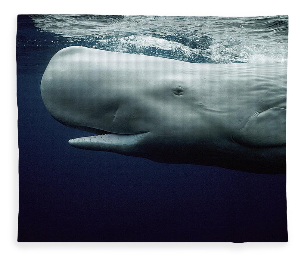 Mp Fleece Blanket featuring the photograph White Sperm Whale by Hiroya Minakuchi