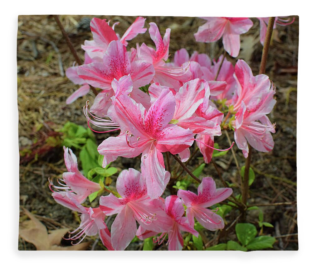 Azalea Fleece Blanket featuring the photograph Spring Azaleas in Pink by Nicole Lloyd