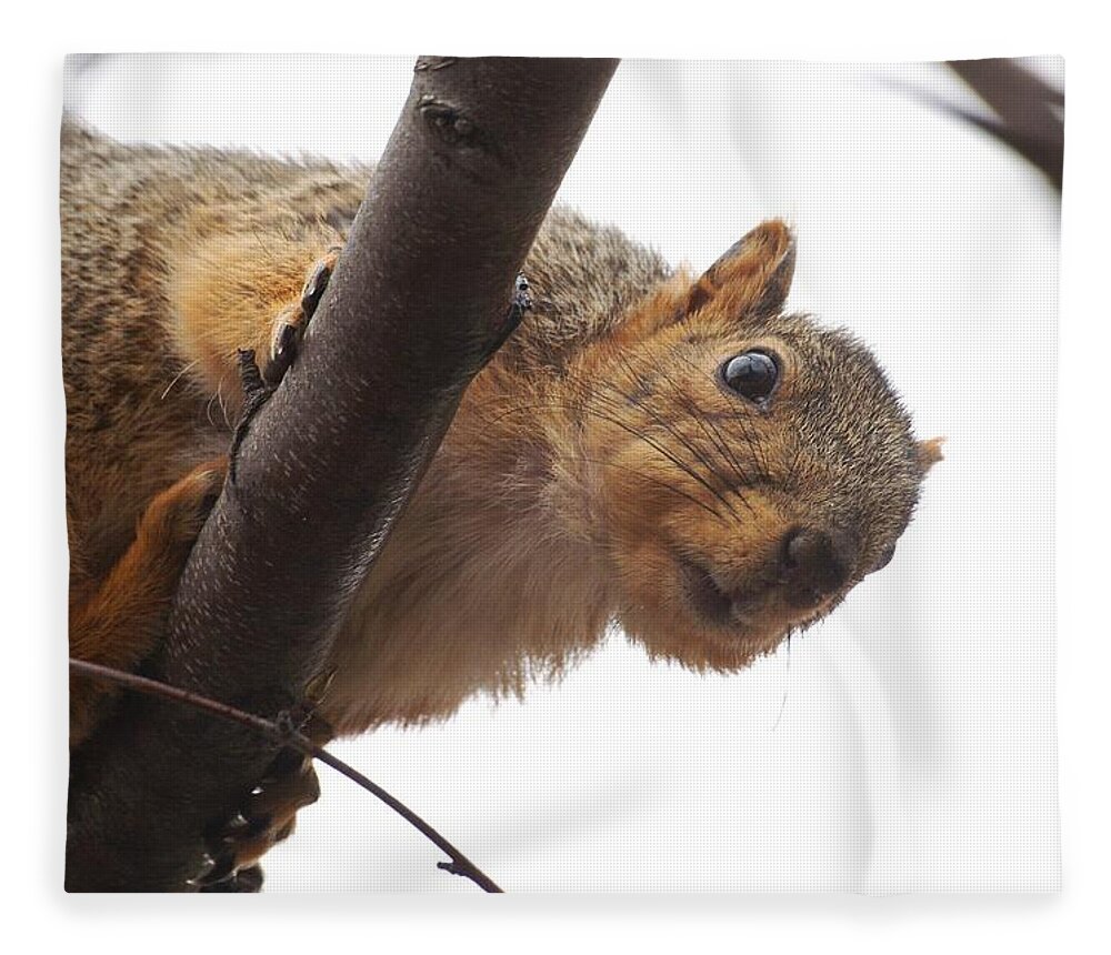 Fox Squirrel Fleece Blanket featuring the photograph Squirrel Underbelly by Don Northup