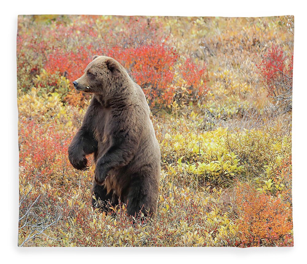 Sam Amato Photography Fleece Blanket featuring the photograph Standing Grizzly Bear by Sam Amato