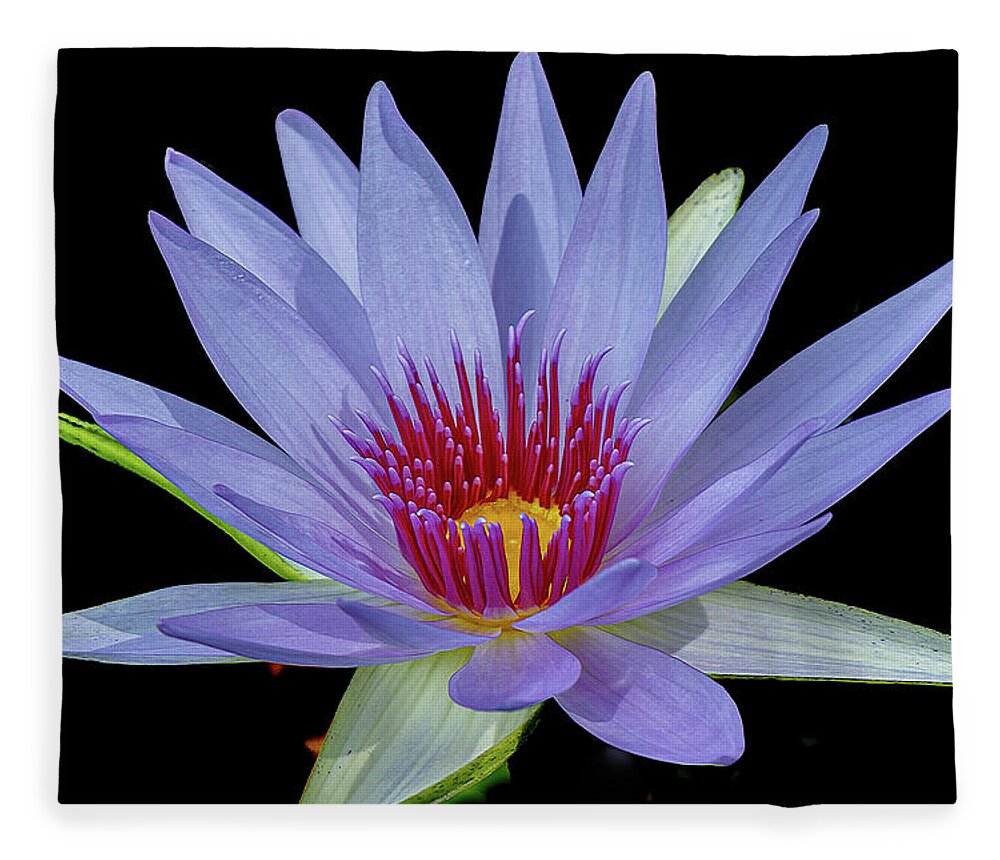 Flower Fleece Blanket featuring the photograph Star Burst by Les Greenwood