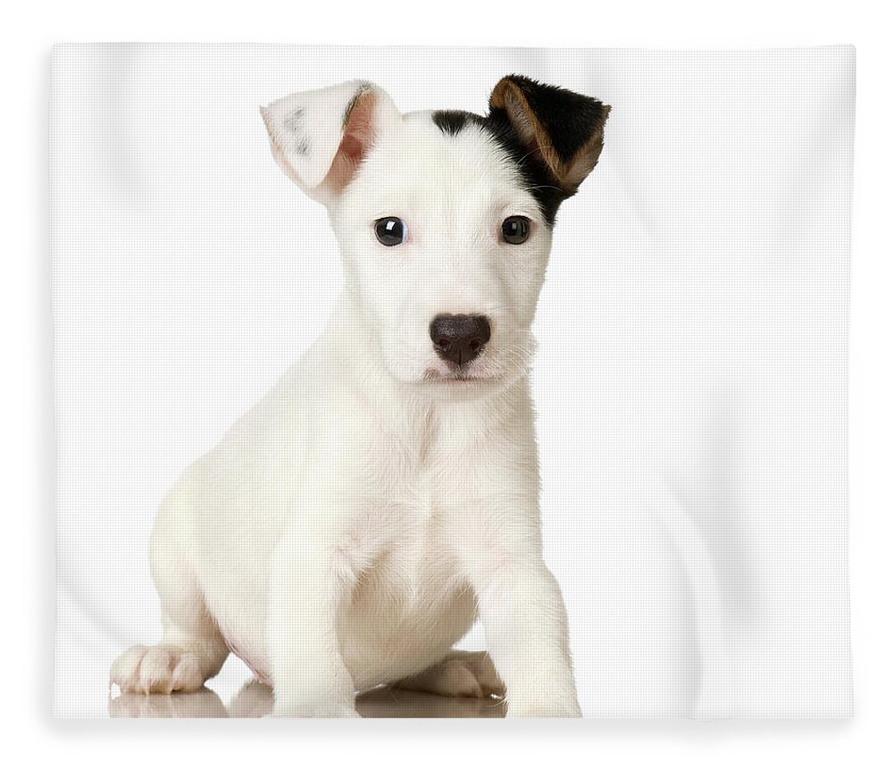Pets Fleece Blanket featuring the photograph Studio Portrait Of Jack Russell Terrier by Jupiterimages