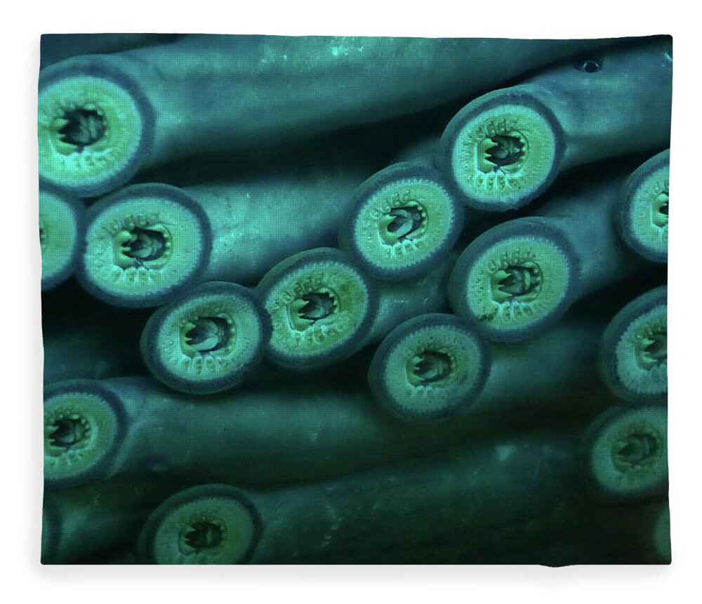 Bonneville Fleece Blanket featuring the photograph Sucker mouths of lamprey eels  by Steve Estvanik