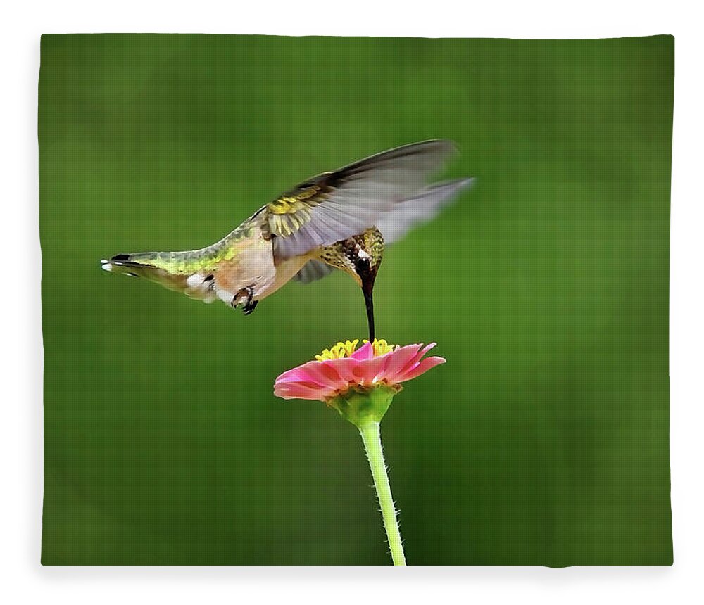 Hummingbird Fleece Blanket featuring the photograph Sun Sweet by Christina Rollo