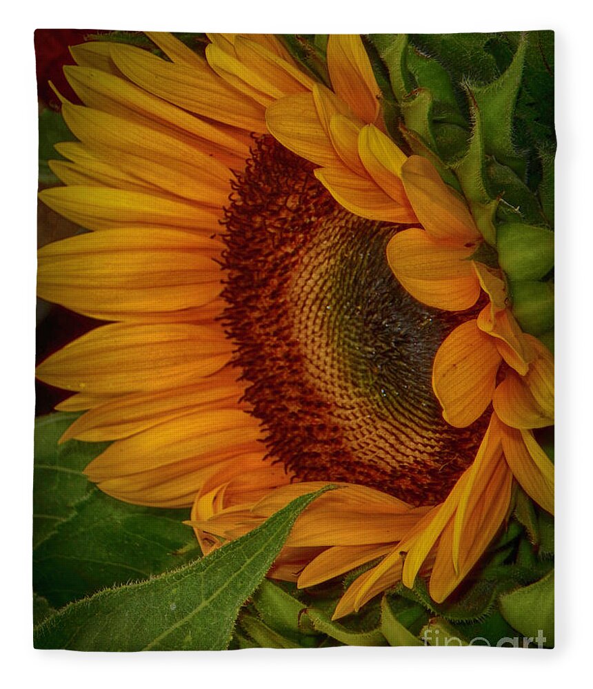 Sunflower Fleece Blanket featuring the photograph Sunflower Beauty by Judy Hall-Folde