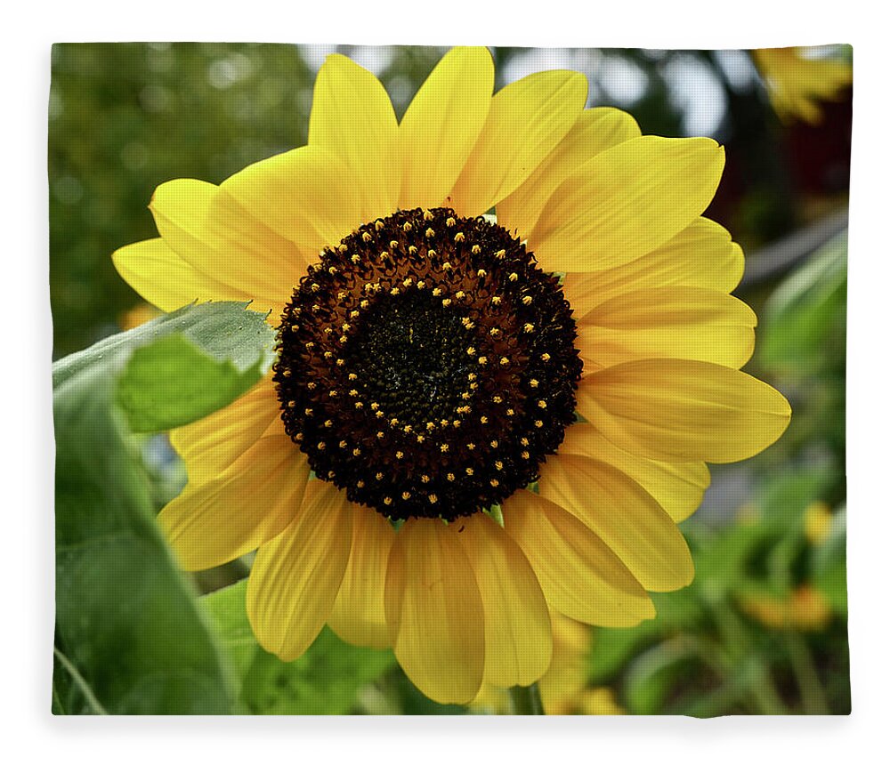 Sunflower Fleece Blanket featuring the photograph Sunflower by Kathy Chism