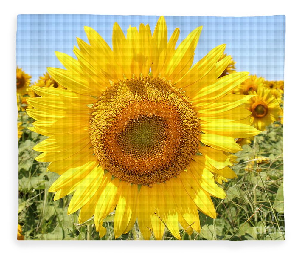 Sunflower Sunshine Ii Fleece Blanket featuring the photograph Sunflower Sunshine II by Barbra Telfer