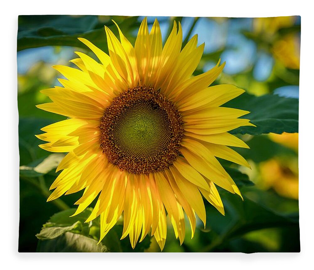 Flower Fleece Blanket featuring the photograph Sunflower by Susan Rydberg
