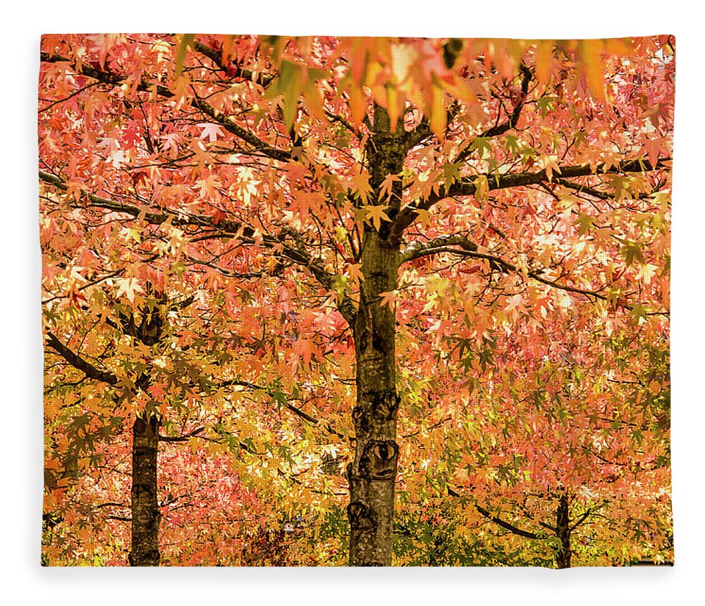 Alligatorwood Fleece Blanket featuring the photograph Sweet Gum Trees on a Sunny Day by Frans Blok