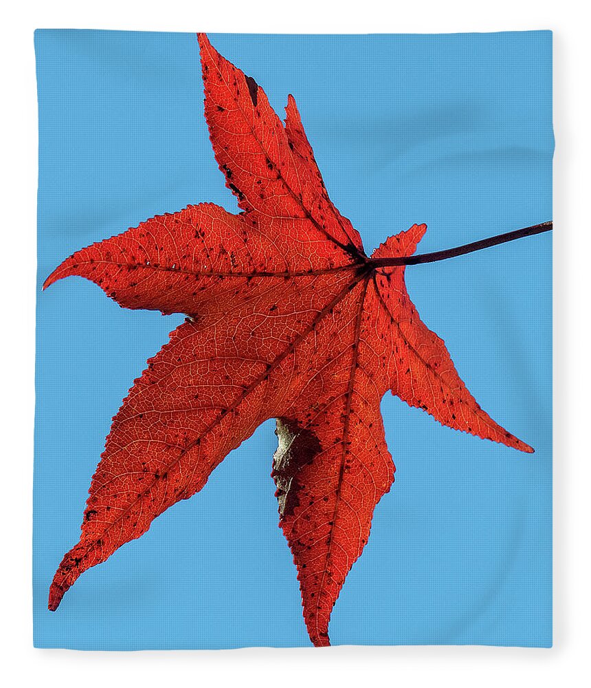 Sweetgum Family Fleece Blanket featuring the photograph Sweetgum Leaves DF008 by Gerry Gantt