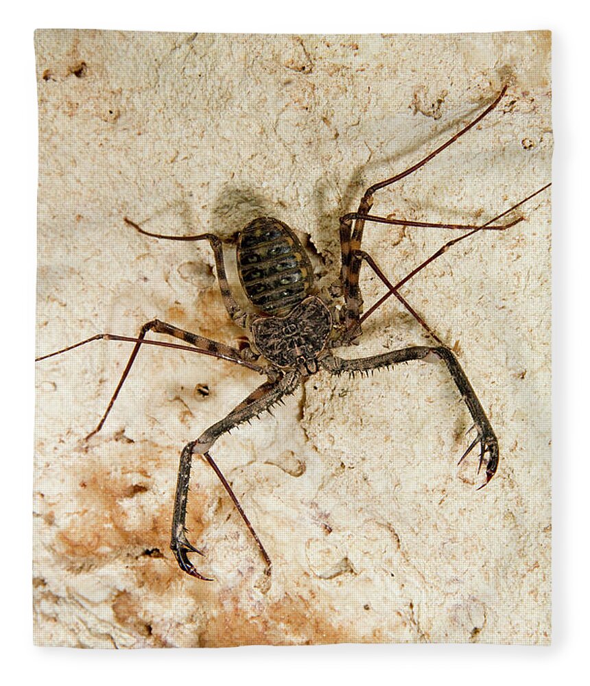 Africa Fleece Blanket featuring the photograph Tailless Whip Scorpion by Ivan Kuzmin