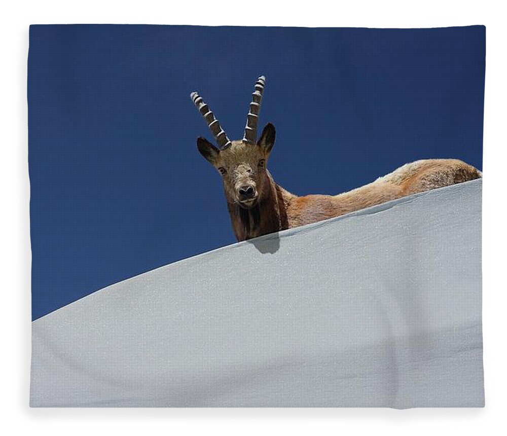 Horned Fleece Blanket featuring the photograph The Alpine Ibex by Zahoor Salmi