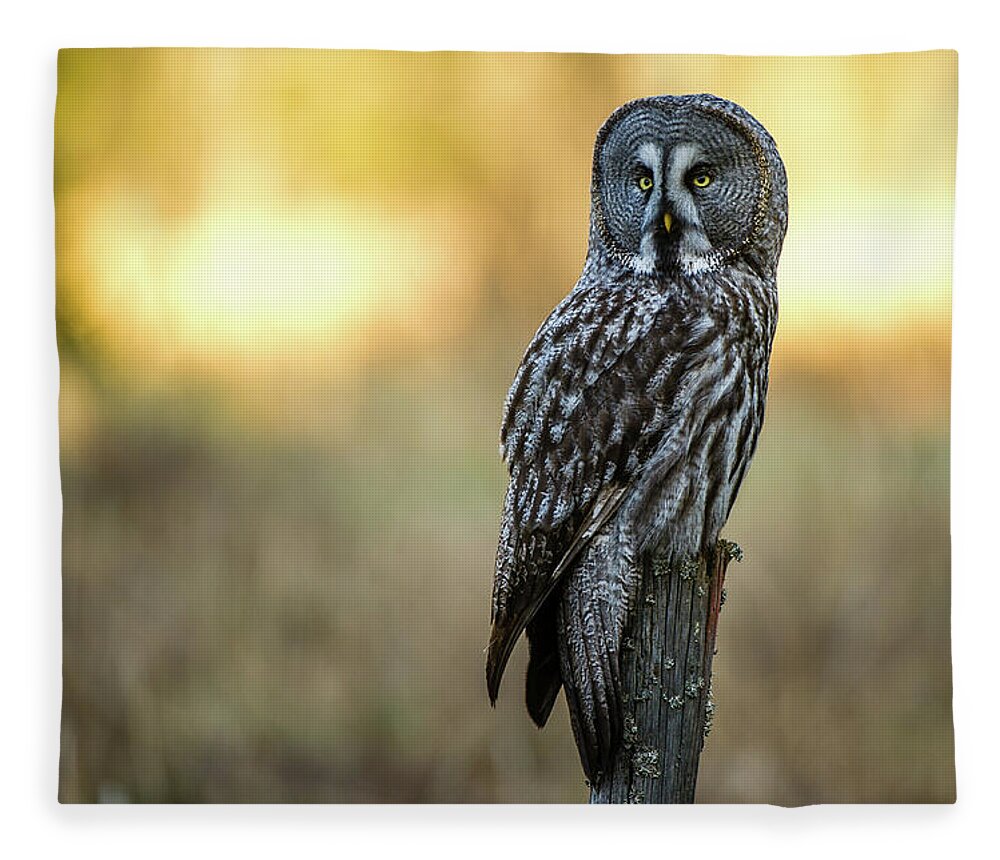 Great Grey Perching Fleece Blanket featuring the photograph The Great Gray Owl in the morning by Torbjorn Swenelius