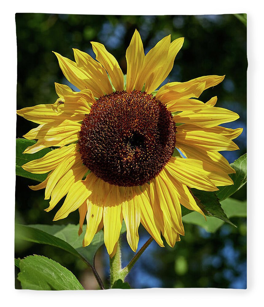 Finland Fleece Blanket featuring the photograph The Great Sunflower by Jouko Lehto