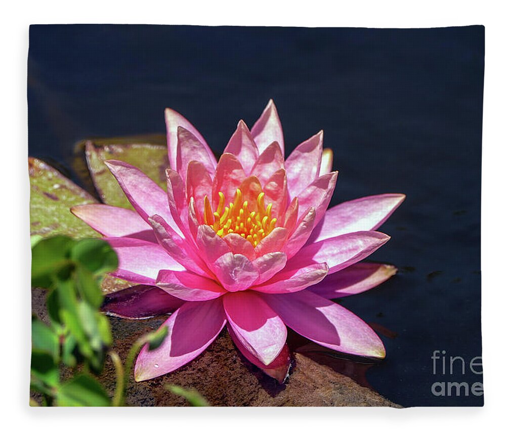 Flower Fleece Blanket featuring the photograph The lady is pink 02 by Arik Baltinester