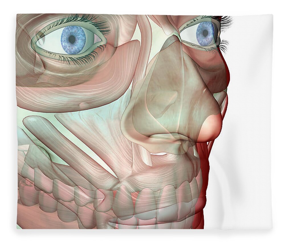 White Background Fleece Blanket featuring the digital art The Musculoskeleton Of The Face by Medicalrf.com