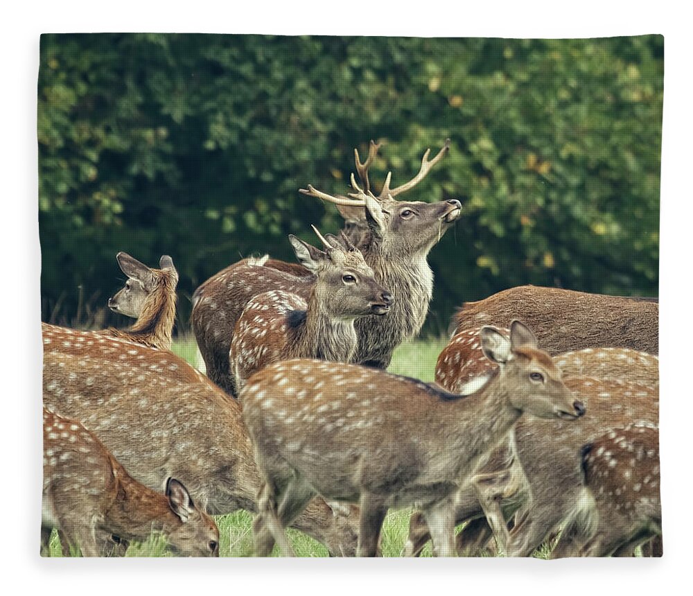 Grass Fleece Blanket featuring the photograph The Pride Of The Stag by Blackcatphotos