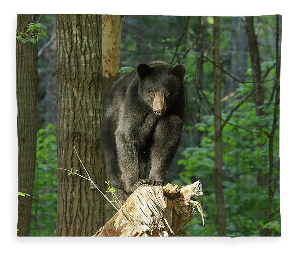 Black Bear Fleece Blanket featuring the photograph The Sweet Light Bear by Duane Cross