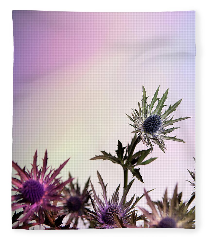 Purple Fleece Blanket featuring the photograph Thistle Flowers Against A Pastel by Halfdark