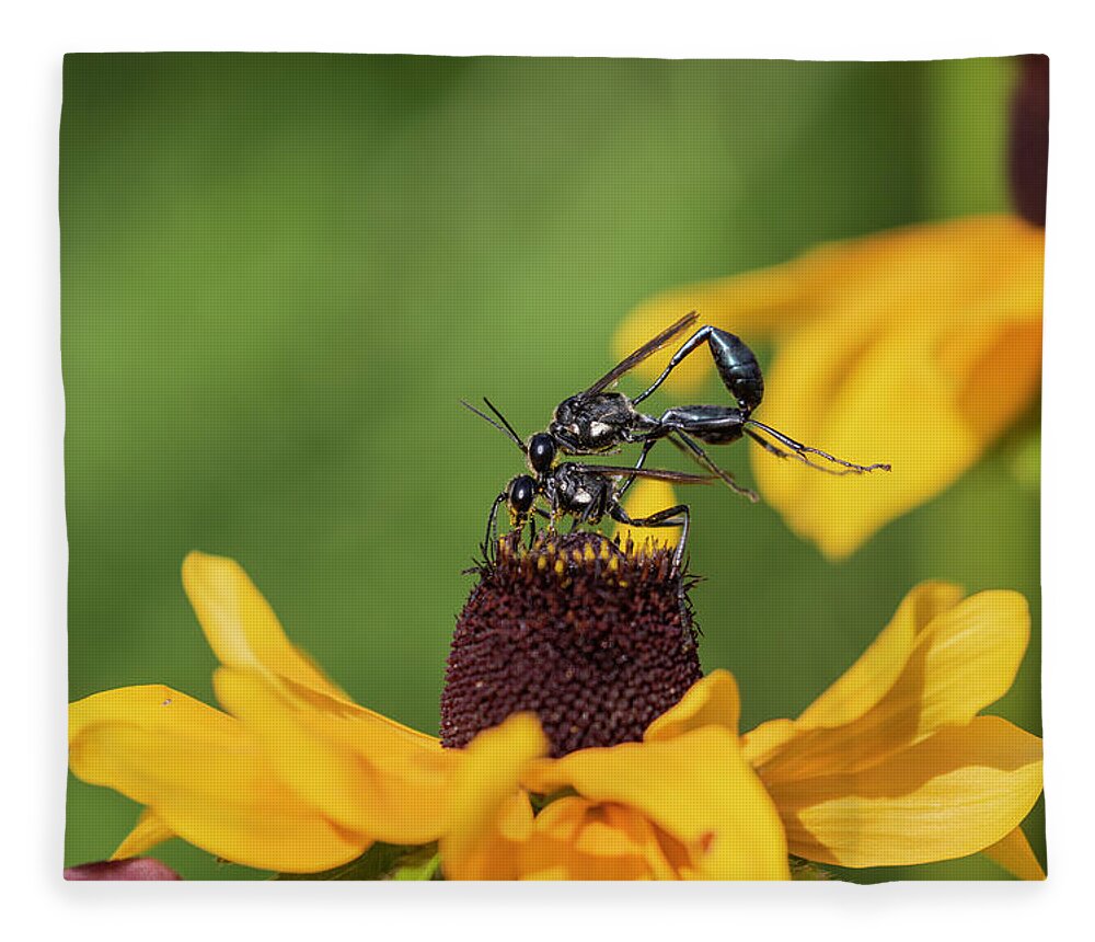 Thread Waisted Wasps Fleece Blanket featuring the photograph Thread Waisted Wasp 2019-2 by Thomas Young