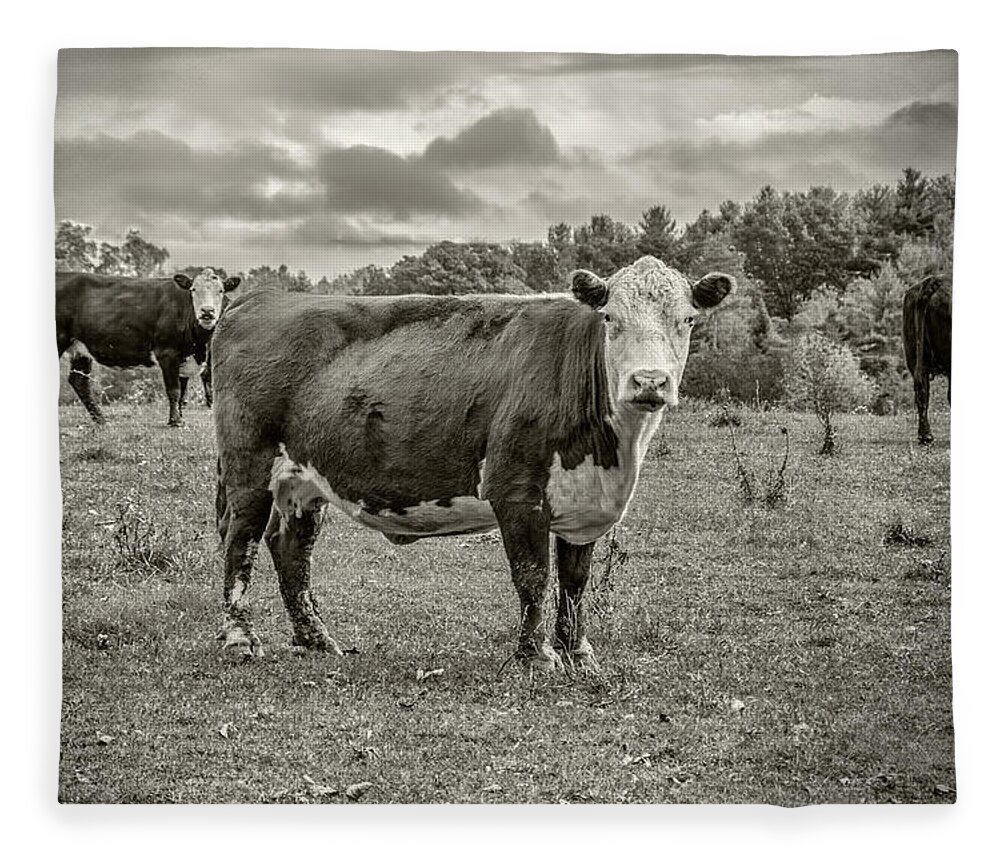 Cows Fleece Blanket featuring the photograph Three Cows by Cathy Kovarik