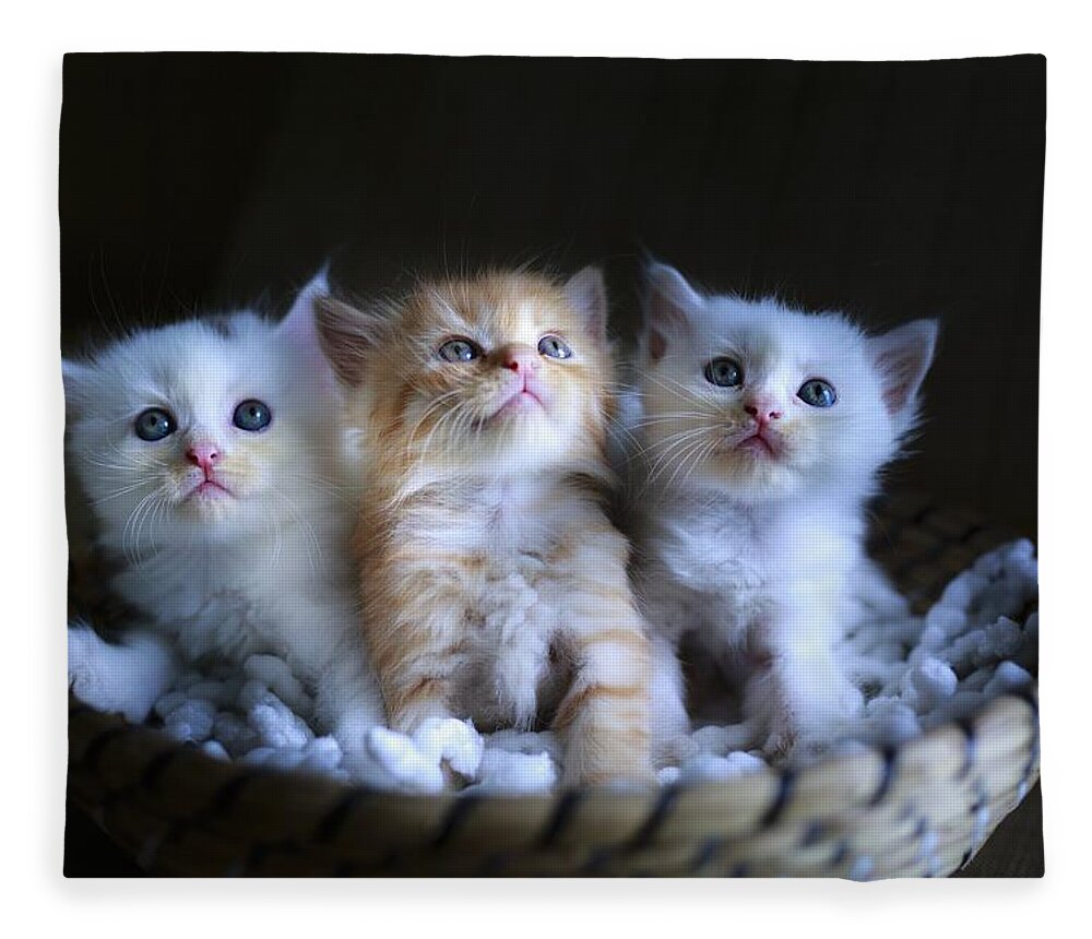 Cat Fleece Blanket featuring the photograph Three little kitties by Top Wallpapers
