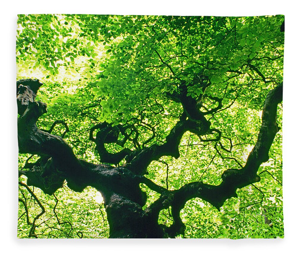 Tranquility Fleece Blanket featuring the photograph Tree At Arnold Arboretum by Richard Felber