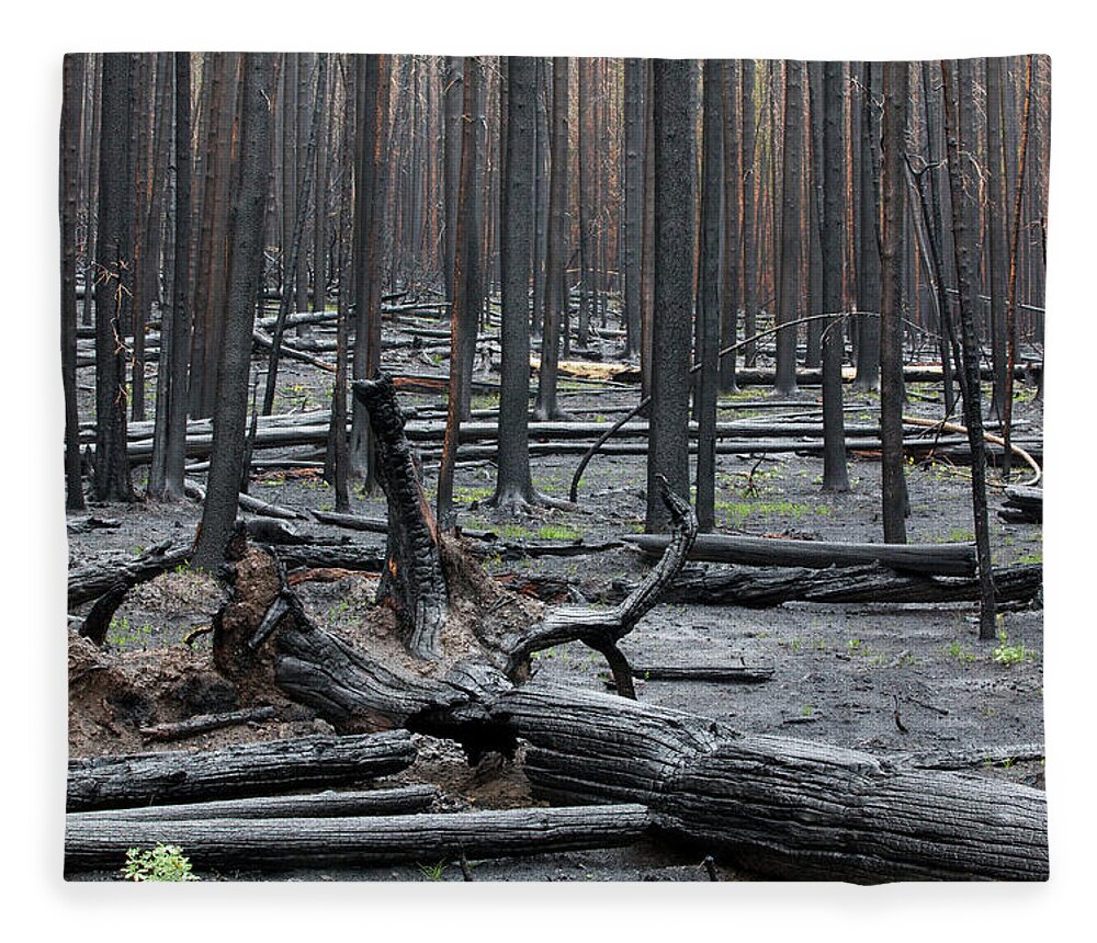 Burnt Fleece Blanket featuring the photograph Trees After Natural Fire by Gavriel Jecan