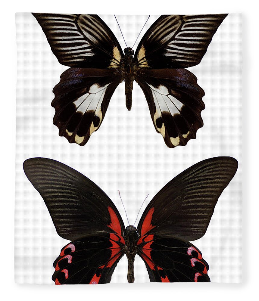 Tropical Butterflies Isolated On White Fleece Blanket for Sale by Imv