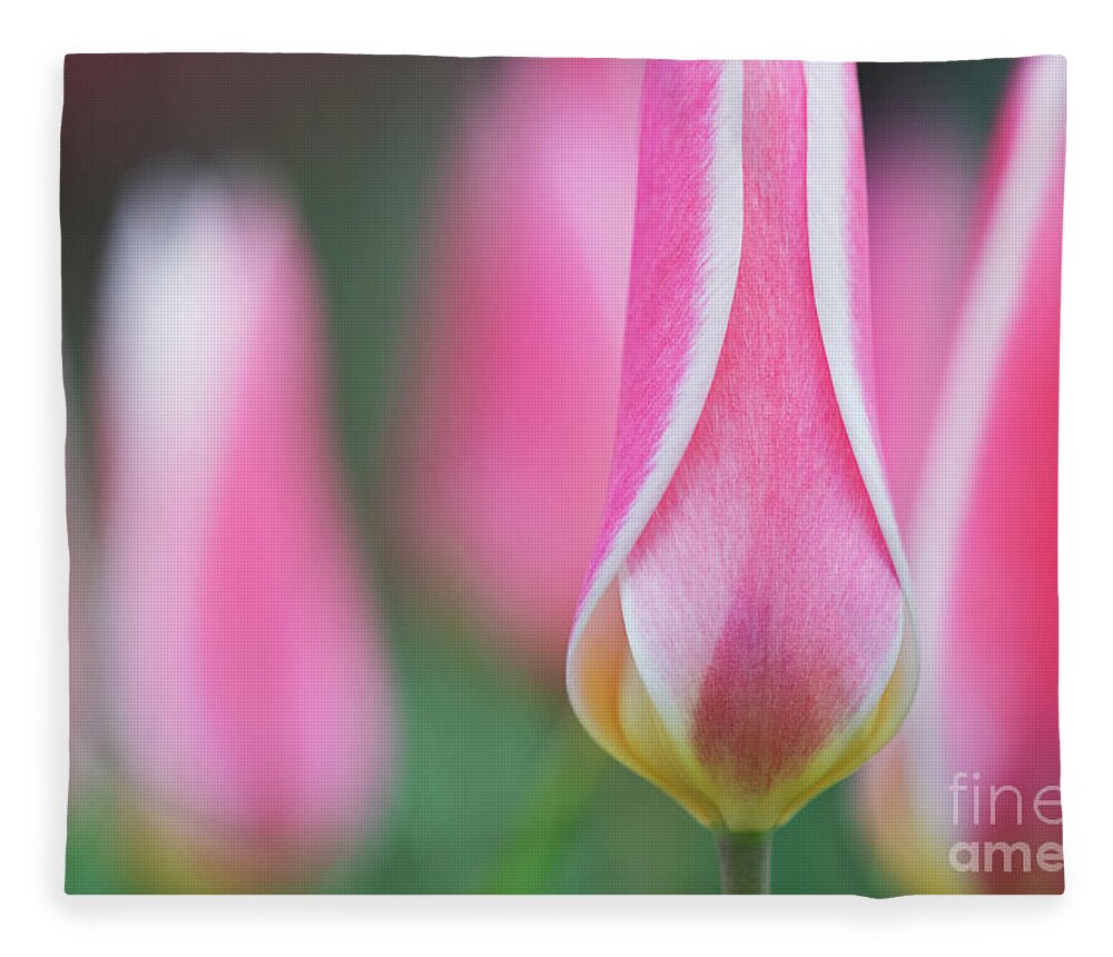 Tulipa Fleece Blanket featuring the photograph Tulip Lady Jane Flowers by Tim Gainey