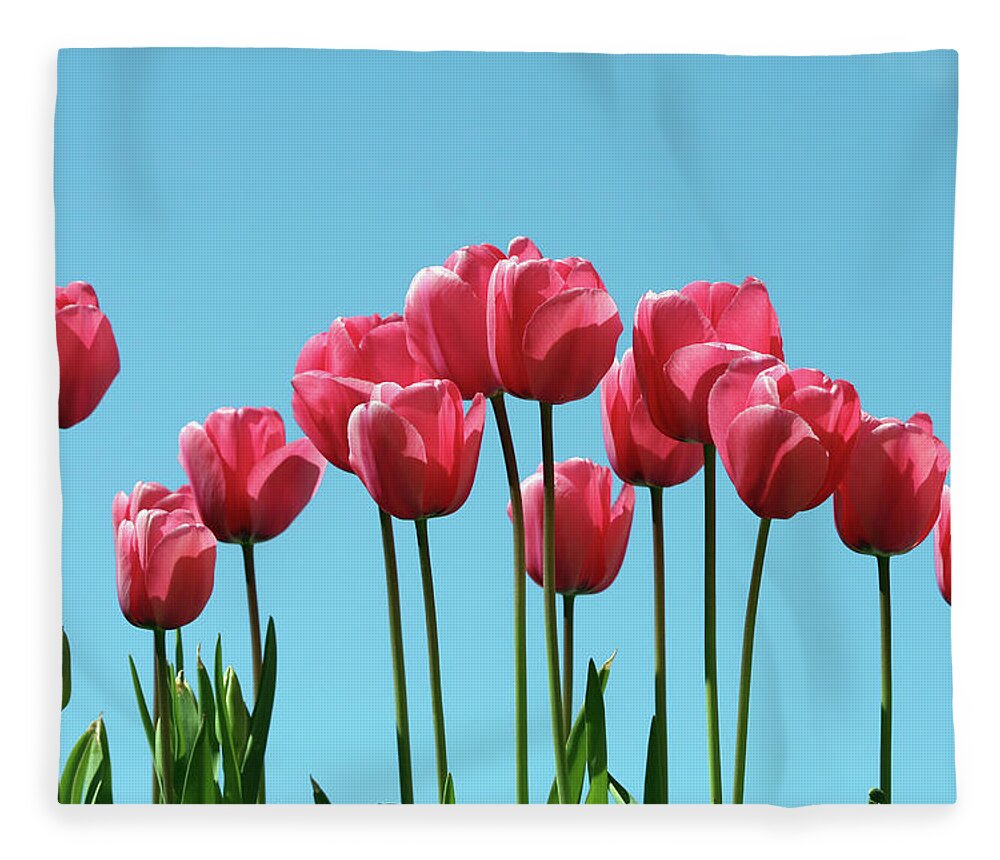 In A Row Fleece Blanket featuring the photograph Tulips On A Blue Sky 2 by Amph