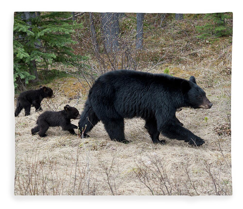 Following Fleece Blanket featuring the photograph Two Black Bear Cubs Following Their by Keith Levit / Design Pics