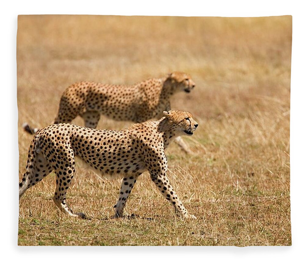 Tanzania Fleece Blanket featuring the photograph Two Cheetahs Prowling by Sean Russell