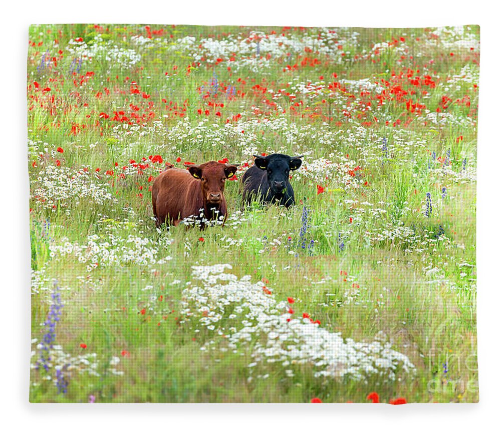 Cows Fleece Blanket featuring the photograph Two Norfolk cows in wild flower meadow by Simon Bratt
