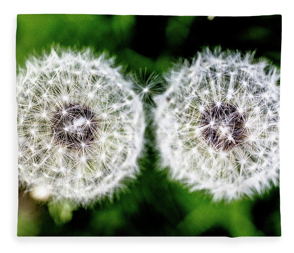 Flower Fleece Blanket featuring the photograph Two Dandelions by Tim Kirchoff
