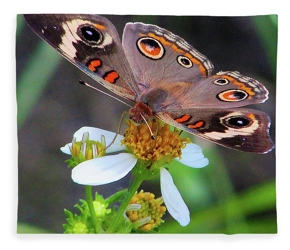 Butterfly Fleece Blanket featuring the photograph Uncommon Buckeye by Michael Allard